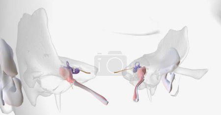 Photo for The auditory system contains the outer ear cartilage, the outer, middle, and inner ear, the auditory ossicles, and the eustachian tube. 3D rendering - Royalty Free Image