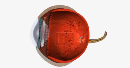 Téléchargez les photos : La rétine est la couche de tissu à l'arrière de l'œil interne qui convertit les images lumineuses en signaux nerveux et les envoie au cerveau. rendu 3D - en image libre de droit