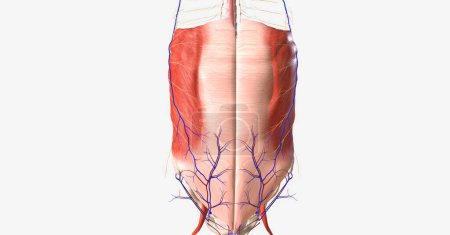 Téléchargez les photos : Il est limité par les muscles et contient la plupart des organes gastro-intestinaux, tels que l'estomac, le foie et les gros et petits intestins. rendu 3D - en image libre de droit