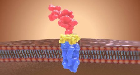Foto de Los bloqueantes de los receptores de angiotensina II (ARA) actúan evitando que la angiotensina II se una a los receptores de los riñones. Renderizado 3D - Imagen libre de derechos