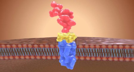 Photo for Angiotensin II receptor blockers (ARBs) work by preventing angiotensin II from binding to receptors in the kidneys. 3D rendering - Royalty Free Image