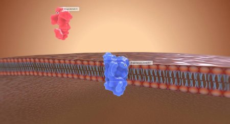 Photo for In the kidney, angiotensin II works by connecting with receptors called angiotensin receptors.3D rendering - Royalty Free Image