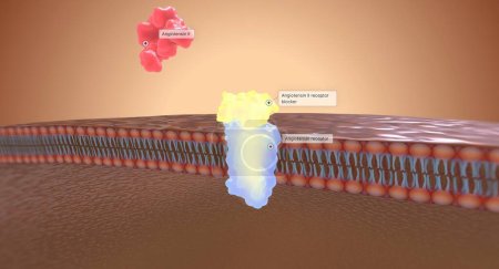 Photo for Angiotensin II receptor blockers (ARBs) work by preventing angiotensin II from binding to receptors in the kidneys. 3D rendering - Royalty Free Image