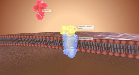 Téléchargez les photos : Les inhibiteurs des récepteurs de l'angiotensine II (ARA) agissent en empêchant l'angiotensine II de se lier aux récepteurs des reins. rendu 3D - en image libre de droit