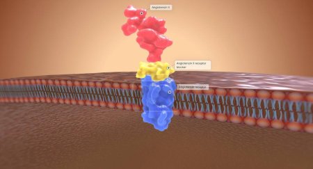 Foto de Los bloqueantes de los receptores de angiotensina II (ARA) actúan evitando que la angiotensina II se una a los receptores de los riñones. Renderizado 3D - Imagen libre de derechos