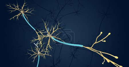 Photo for Nerve signals control most bodily functions, including sensation, movement, and metabolic and digestive processes. 3D rendering - Royalty Free Image