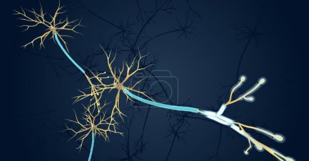 Foto de Las señales nerviosas controlan la mayoría de las funciones corporales, incluyendo la sensación, el movimiento y los procesos metabólicos y digestivos. Renderizado 3D - Imagen libre de derechos