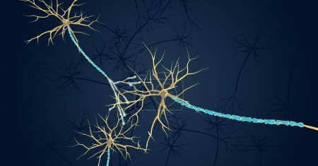 Foto de La vaina de mielina es una capa rica en proteínas que aísla el axón de las neuronas. Renderizado 3D - Imagen libre de derechos