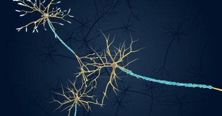 Foto de La vaina de mielina es una capa rica en proteínas que aísla el axón de las neuronas. Renderizado 3D - Imagen libre de derechos