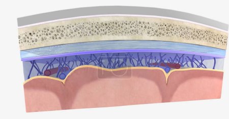 The meninges contain cerebrospinal fluid and help support and protect the central nervous system. 3D rendering