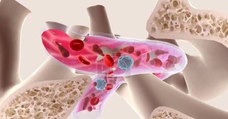 Photo for Red bone marrow is a spongy substance concentrated in the ends of long bones, such as the femur, and in flat bones such as the pelvis or sternum. 3D rendering - Royalty Free Image