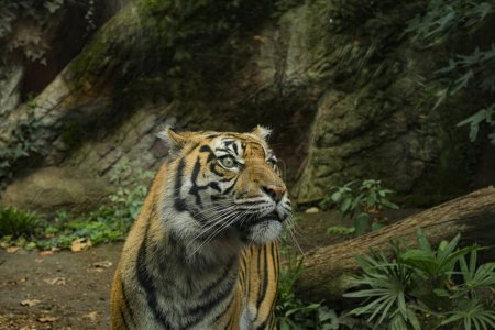 Téléchargez les photos : Vue rapprochée du tigre d'Afrique rayé dans un écosystème sauvage, Faune animaux félins. - en image libre de droit