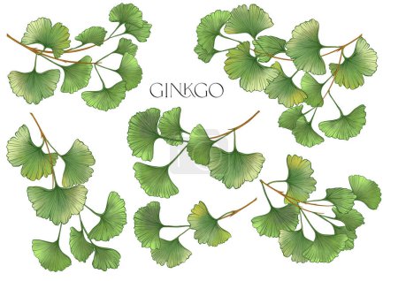 Illustration for Ginkgo biloba leaves. Clip art, set of elements for design Vector illustration. In botanical style - Royalty Free Image