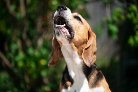 Foto de Divertido perro beagle con la boca abierta canta en la naturaleza en verano - Imagen libre de derechos