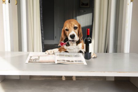Lustiger Beagle-Hund mit einer Flasche Wein und einer rauchenden Pfeife beim Zeitungslesen