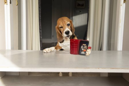 Glücklicher Beagle-Hund betreibt sein Social-Media-Konto