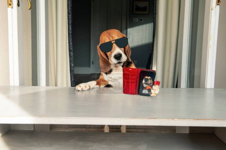 Glücklicher Beagle-Hund betreibt sein Social-Media-Konto