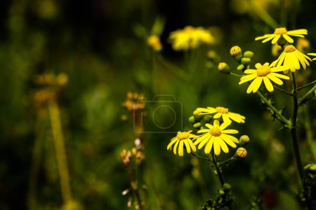 Téléchargez les photos : Groupe de fleurs de marguerite jaune dans le parc et fond flou. - en image libre de droit