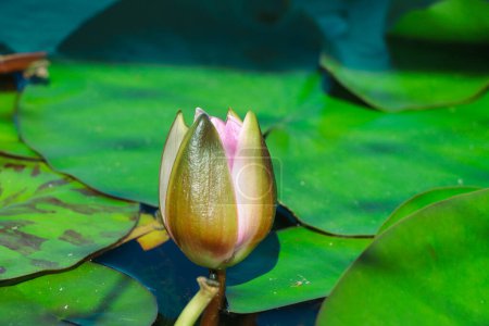 Téléchargez les photos : Lotus vert vivent dans le lac bleu propre.Fleurs de lotus jaune - en image libre de droit