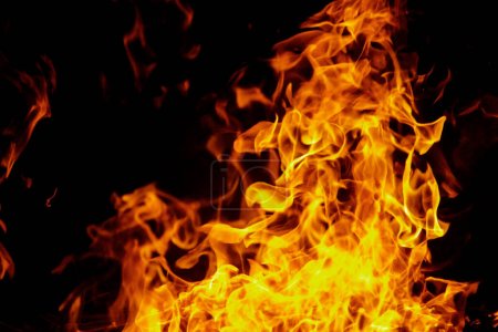Photo for Close up burning flames on black background for graphic design or wallpaper. Red and yellow, heat energy igniting fuel during night. Abstract shaped fire used for cooking. - Royalty Free Image