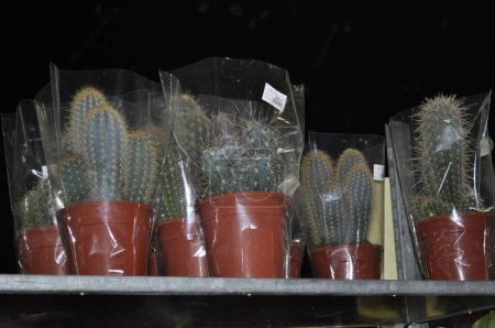 Foto de Cactus en una olla en el mercado para - Imagen libre de derechos
