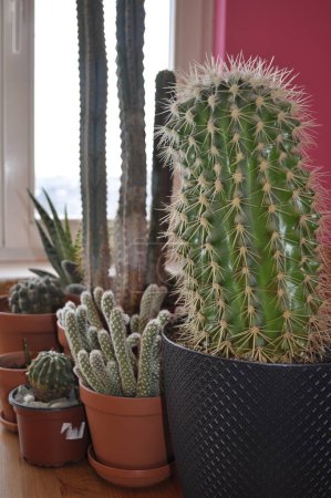 Foto de Suculentas interiores Mammillaria Opuntia Gruzoni. Diferentes tipos de cactus en macetas - Imagen libre de derechos