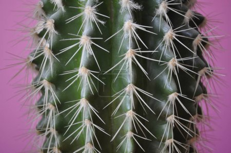 Kaktusstruktur mit großen Nadeln Kaktusdornen