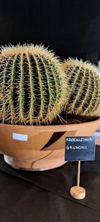 Foto de Un cactus con el nombre especificado kroenleinia grusonii en una olla - Imagen libre de derechos