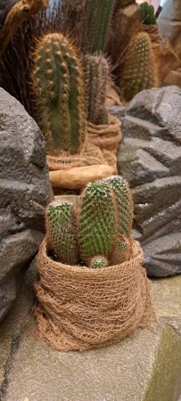 Foto de Diferentes tipos de cactus en macetas - Imagen libre de derechos