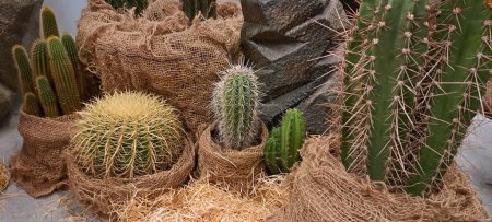 Foto de Diferentes tipos de cactus en macetas - Imagen libre de derechos