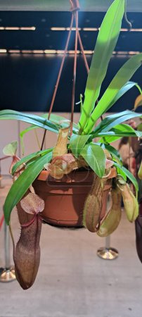 Foto de Nepenthes es una planta carnívora - Imagen libre de derechos