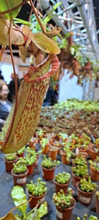 Foto de Nepenthes es una planta carnívora - Imagen libre de derechos