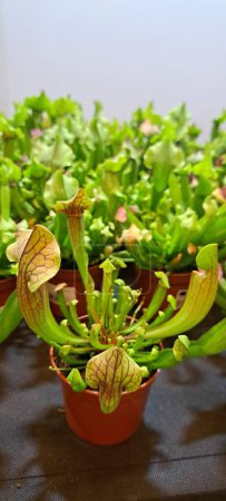 Sarracenia ist eine fleischfressende Pflanze
