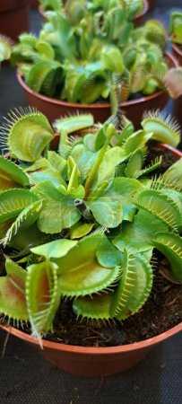 Foto de Venus flytrap es una planta carnívora que vende plantas carnívoras. Festival de plantas exóticas. Hipérico - Imagen libre de derechos