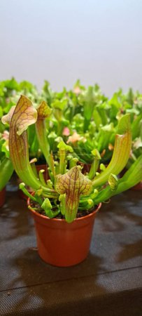 Sarracenia ist eine fleischfressende Pflanze