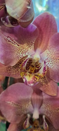 Eine exotisch schöne Orchidee auf einer Blumenausstellung