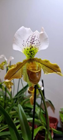 Foto de Una hermosa orquídea exótica en una exposición de flores - Imagen libre de derechos