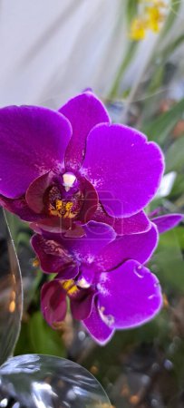 Eine exotisch schöne Orchidee auf einer Blumenausstellung