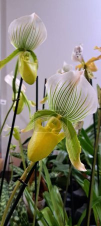 An exotic beautiful orchid at a flower exhibition
