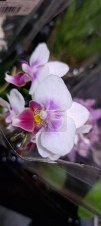 An exotic beautiful orchid at a flower exhibition