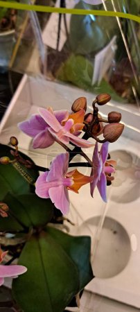 Foto de Una hermosa orquídea exótica en una exposición de flores - Imagen libre de derechos