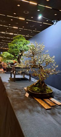 Foto de Bonsái japonés, bonsái floreciente Un bonsái perenne raro en el festival de plantas - Imagen libre de derechos