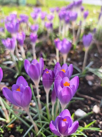 Foto de Primavera flor de cocodrilo púrpura - Imagen libre de derechos