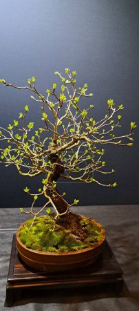 Foto de Bonsái japonés, bonsái floreciente Un bonsái perenne raro en el festival de plantas - Imagen libre de derechos