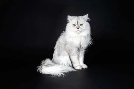 Studioaufnahme einer weißen persischen Chinchilla-Katze auf schwarzem Hintergrund in Nahaufnahme