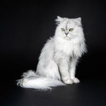 Studio shot of a white persian chinchilla cat on a black background close up