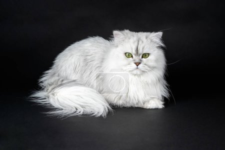 Studioaufnahme einer weißen persischen Chinchilla-Katze auf schwarzem Hintergrund in Nahaufnahme