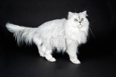 Estudio de un gato blanco de chinchilla persa sobre un fondo negro de cerca