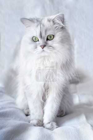 Studio shot of a white persian chinchilla cat on a white textured background close up