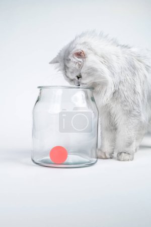 Close-up studio shot of a white persian chinchilla cat playing with a red ball in a jar on a white background
